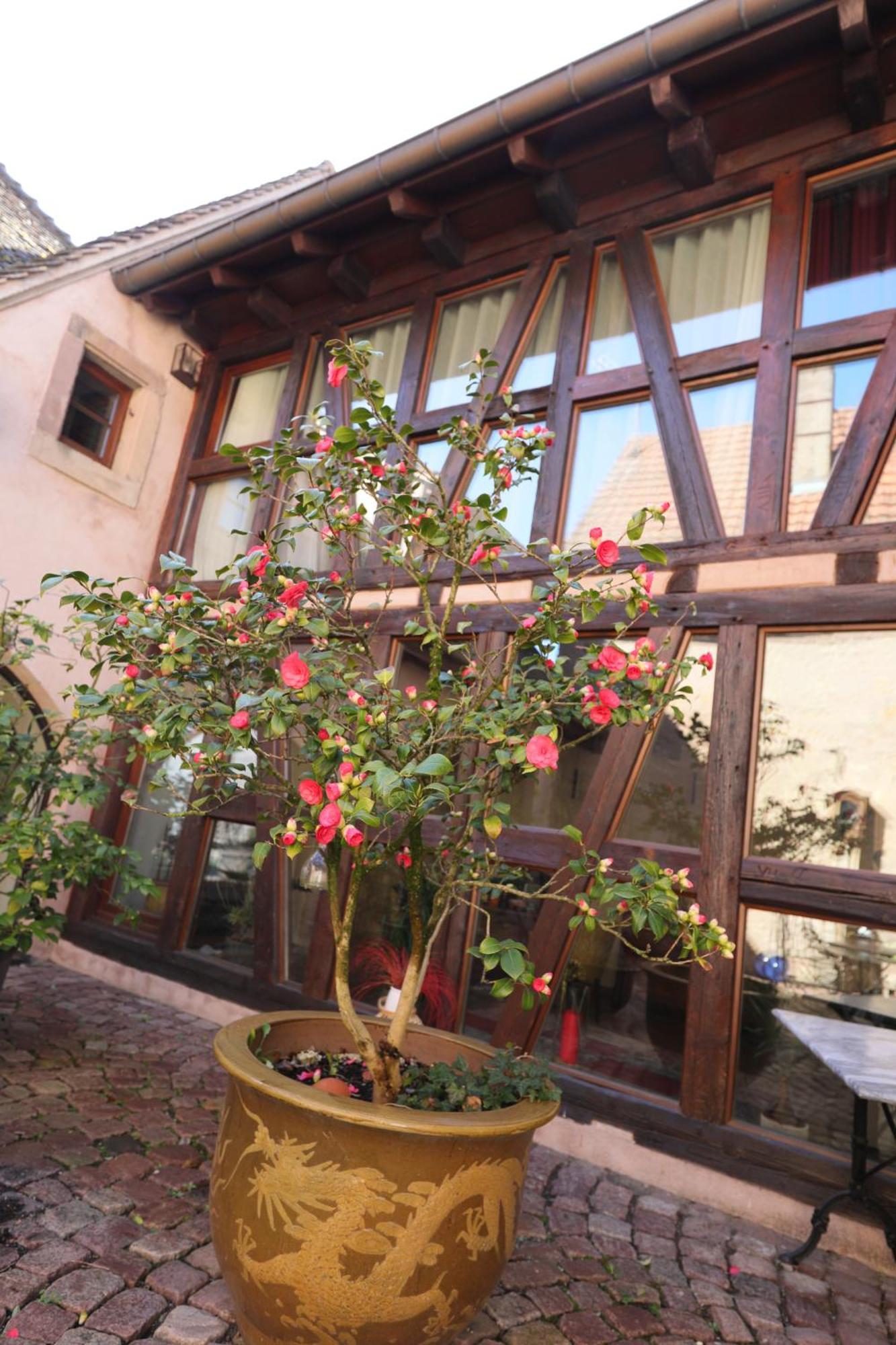 La Tour Des Fees-Spa Mittelbergheim Ngoại thất bức ảnh